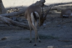 Gazella leptoceros