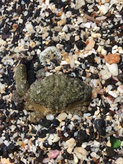 Leptodius sanguineus