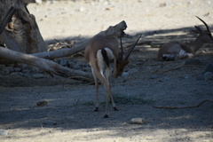Gazella leptoceros