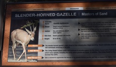Gazella leptoceros