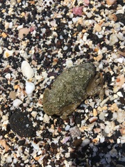 Leptodius sanguineus