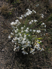 Dianthus acicularis