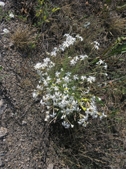 Dianthus acicularis