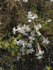 Dianthus acicularis
