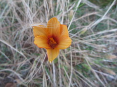 Zephyranthes tubispatha