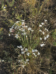 Dianthus acicularis
