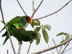 Amazona xantholora
