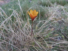 Zephyranthes tubispatha