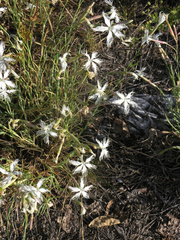 Dianthus acicularis