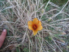 Zephyranthes tubispatha