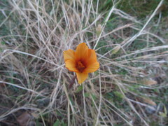 Zephyranthes tubispatha