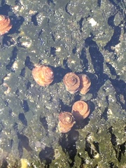 Peasiella tantilla