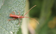 Chenoderus testaceus