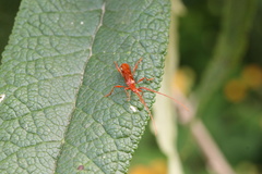 Chenoderus testaceus