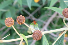Chenoderus testaceus