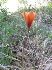 Zephyranthes tubispatha