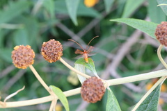 Chenoderus testaceus