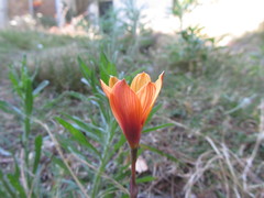Zephyranthes tubispatha