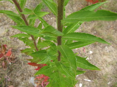 Oenothera