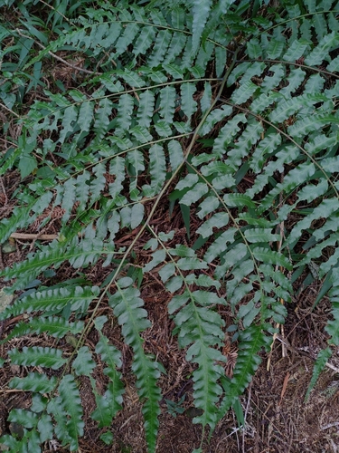 Diplazium dilatatum iNat (3)