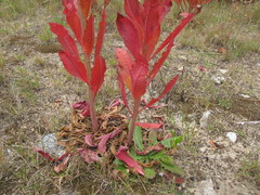Oenothera