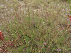 Monnina cuneata