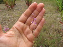 Monnina cuneata