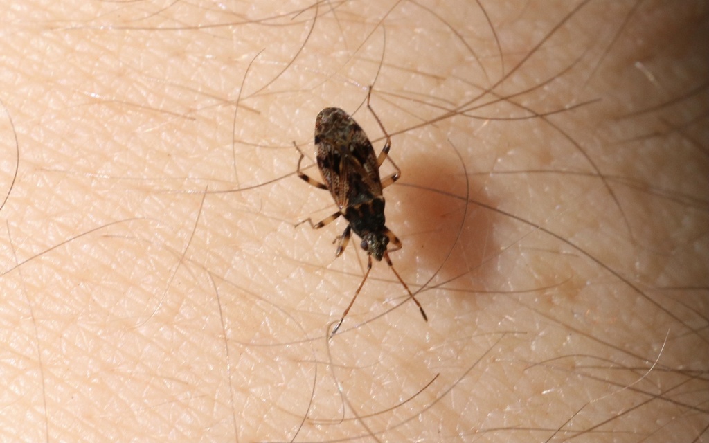 Bergidia polychroma