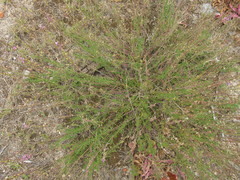 Monnina cuneata