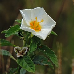 Turnera orientalis