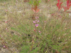 Monnina cuneata