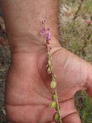 Monnina cuneata