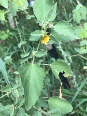 Malvastrum americanum