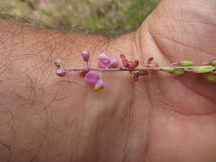 Monnina cuneata