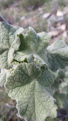 Malacothamnus davidsonii