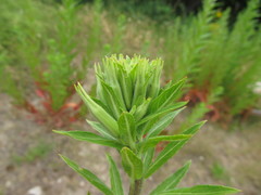 Oenothera