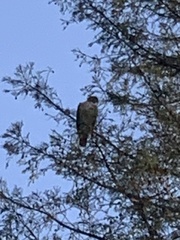 Buteo jamaicensis