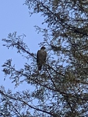 Buteo jamaicensis