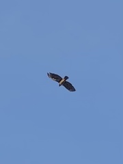 Buteo jamaicensis