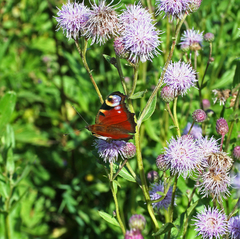 Cirsium arvense
