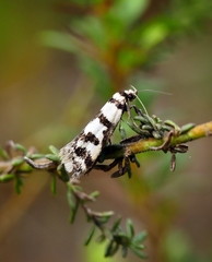 Philobota impletella