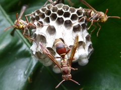 Polistes stigma