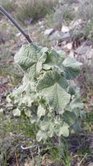 Malacothamnus davidsonii