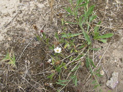 Noticastrum diffusum