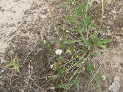 Noticastrum diffusum