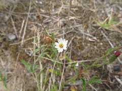 Noticastrum diffusum