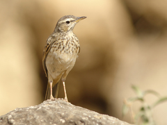 Anthus similis