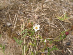 Noticastrum diffusum