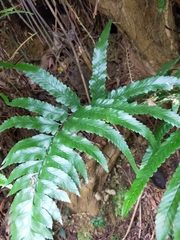 Microlepia calvescens