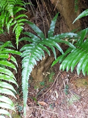 Microlepia calvescens